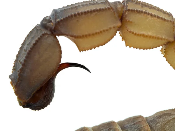 Gros Plan Queue Dard Scorpion Venimeux Androctonus Australis Une Petite — Photo