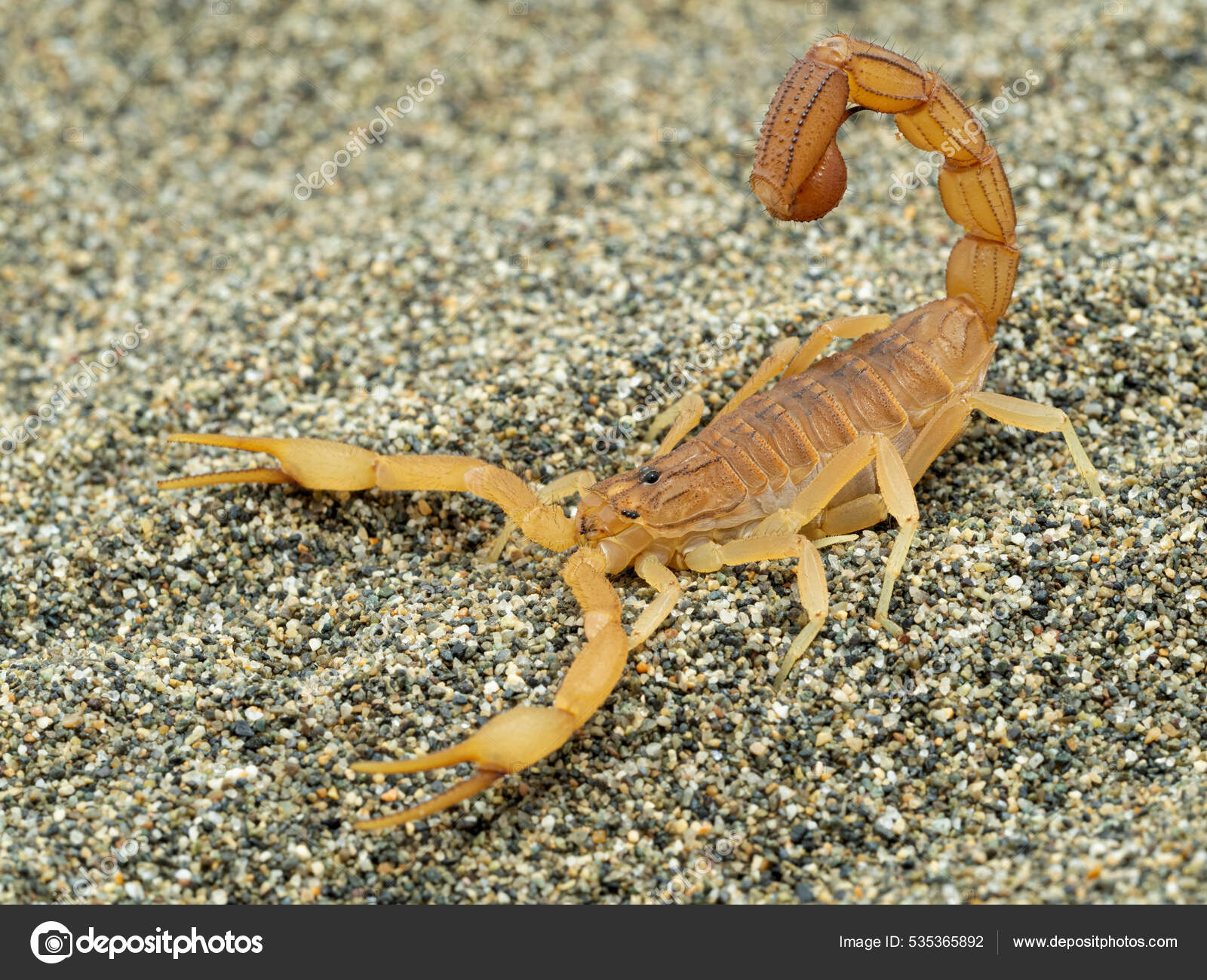 Писка скотчпен жабылды Писка скотчпен жабылды