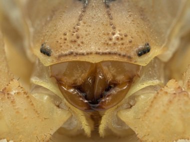 Son derece zehirli bir kuyruk akrebinin (Androctonus australis) kafası ve çenesine yakın çekim. Kuzey Afrika ve Orta Doğu 'dan gelen bu tür, en tehlikeli akrep türlerinden biridir.