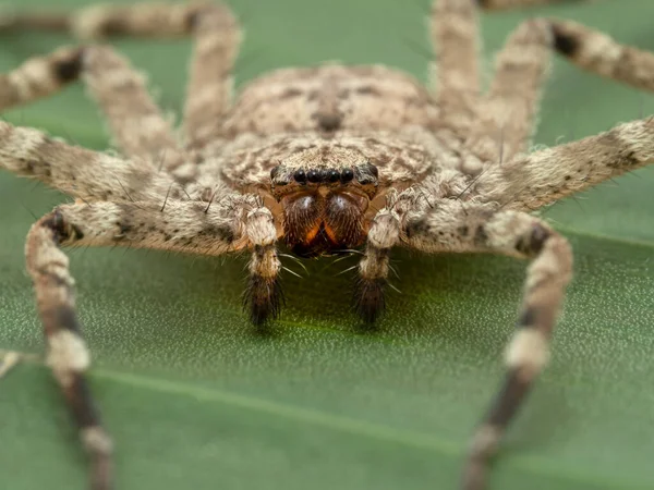 Close Face Flattie Spider Selenops Rediatus North Africa Resting Banana — Stock Photo, Image