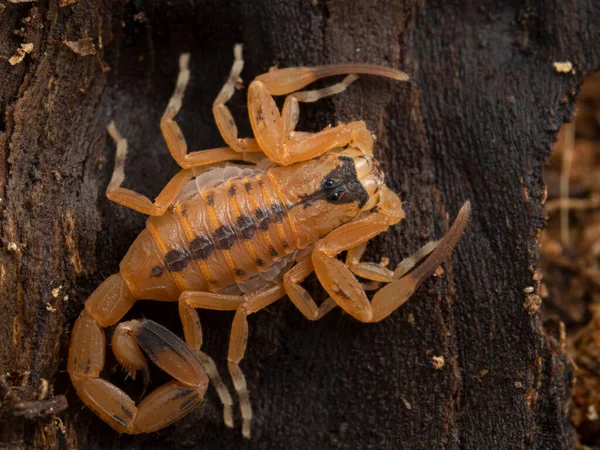 Escorpión Brasileño Juvenil Altamente Venenoso Tityus Stigmurus Estos Escorpiones Son — Foto de Stock