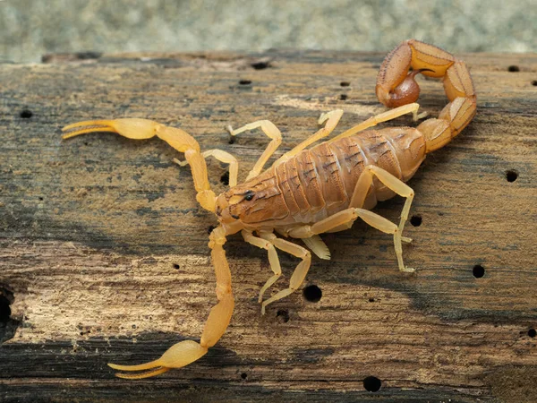 Highly Venomous Indian Red Scorpion Hottentotta Tamulus Crawling Wood Pedipalps — Stock Photo, Image