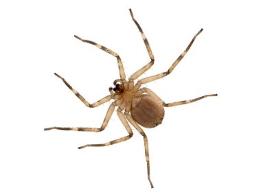 Bir Kuzey Afrika yassı örümceğinin (Selenops rediatus) altında bir cam levha üzerinde dinleniyor. İzole edilmiş