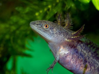 axolotl semenderi, Ambystoma mexicanum, cECP 2018
