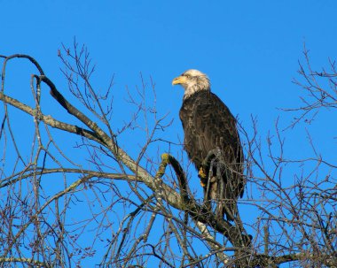 Olgunlaşmamış kel kartal, Haliaeetus leucocephalus, cECP 2016
