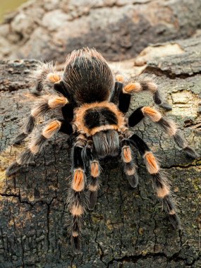 Dişi Meksikalı orangeknee tarantula, Brachypelma hamorii, tahta, dikey, cECP 2018