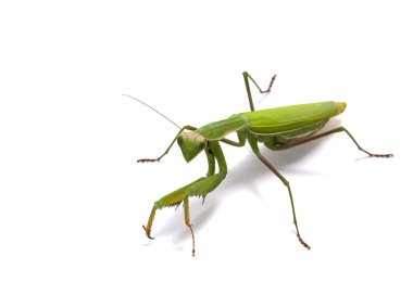 dev Asya av peygamber devesi, hiyerodula membranacea, cECP 2012