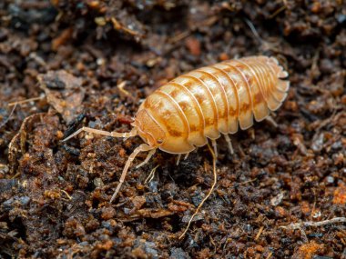 İlaç böceği, Armadillidium nasatum, şeftali rengi, cECP 2019