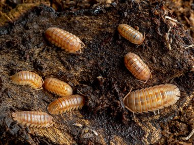 Şeftali renkli hap böcekleri grubu, Armadillidium nasatum, cECP 2019