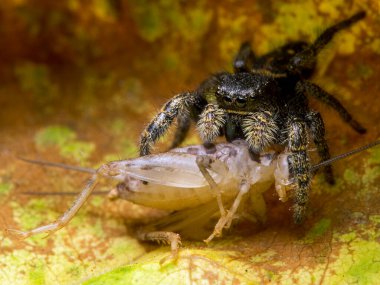 Olgunlaşmamış Johnson 'ın zıplayan örümceği Phidippus johnsoni, cECP 2014' te bir cırcır böceğiyle besleniyor.