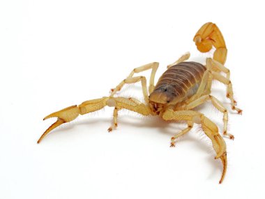 Dev bir çöl akrebinin ön görüntüsü kıllı akrep Hadrurus arizonensis, izole edilmiş, cECP 2012