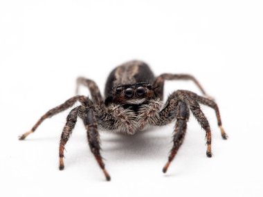 Zıplayan bir örümceğin yakın çekimi, Platycryptus calinicus, tecrit edilmiş, cECP 2019
