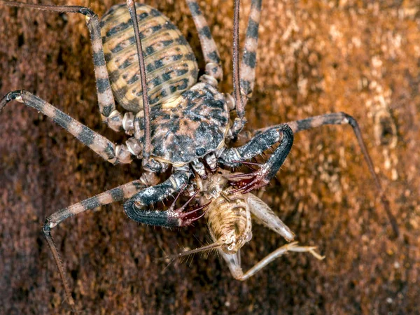 Schwanzloser Peitschenskorpion Damon Diadema Der Sich Von Einer Grille Ernährt — Stockfoto