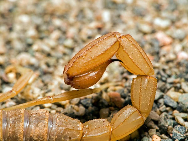 Staart Steek Van Een Gele Grondschorpioen Paravaejovis Confusus Cecp 2017 — Stockfoto