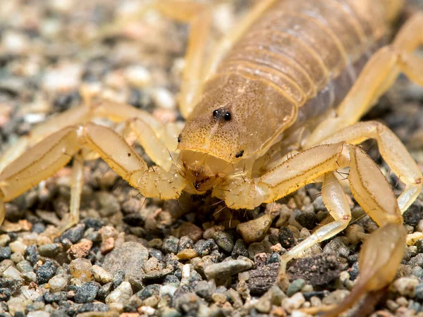 Zbliżenie Skorpiona Żółtego Paravaejovis Confusus Cecp 2017 — Zdjęcie stockowe
