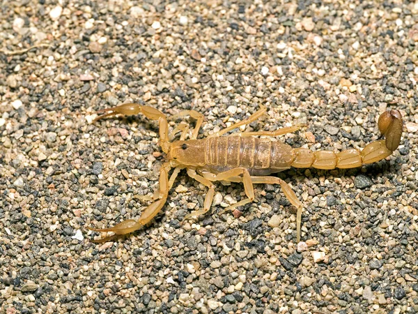Skorpion Żółty Mielony Paravaejovis Confusus Cecp 2017 — Zdjęcie stockowe