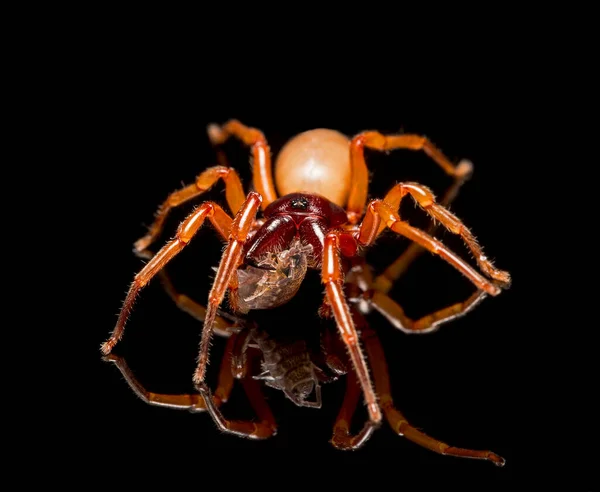 Woodlouse Spider Dysdera Crocata Feeding Sowbug Black Cecp 2017 — Stock Photo, Image