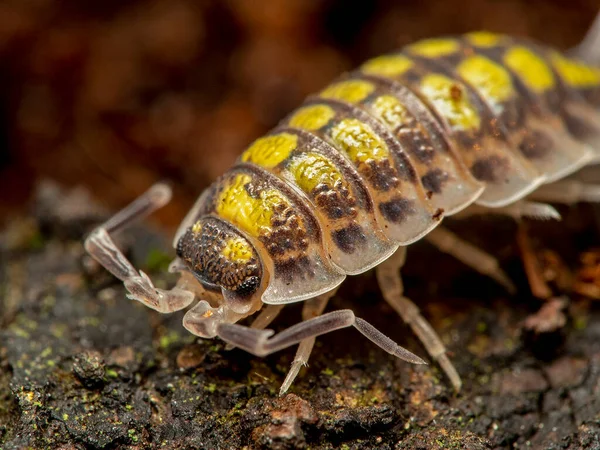 Close Painted Sow Bug Porcellio Haasi Cecp 2018 — Fotografia de Stock