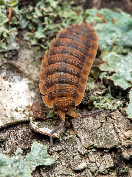 Dorsale Weergave Van Een Oranje Ruwe Zeug Porcellio Scaber Verticaal — Stockfoto