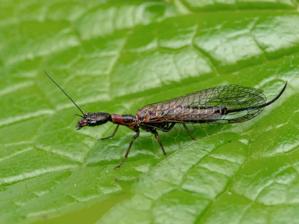 P1010007 Side View Female Snakefly Agulla Adnixa Leaf Cecp 2019 — Stock Photo, Image