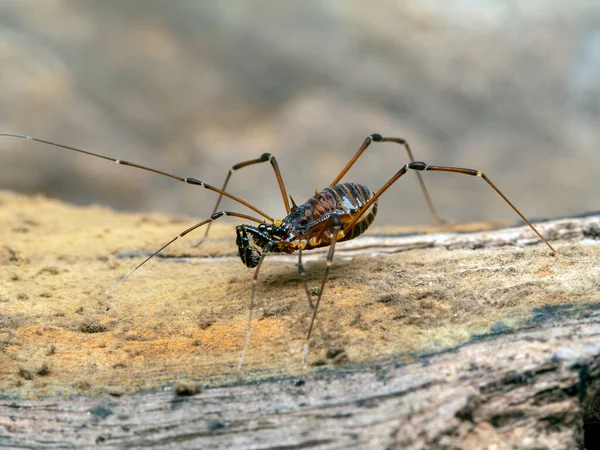 Spikey Thaise Hooiwagen Kilungius Soort Cecp 2019 — Stockfoto