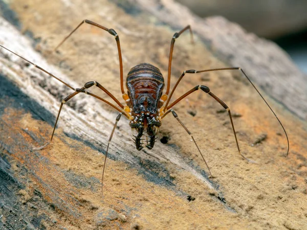 Thailand Harvestman Kilungius Species Crawling Bark Cecp 2019 — стоковое фото