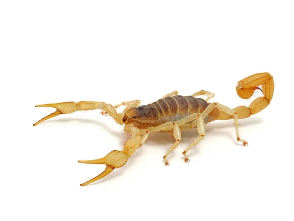 Giant Desert Hairy Scorpion Hadrurus Arizonensis Isolated Cecp 2012 — Foto Stock