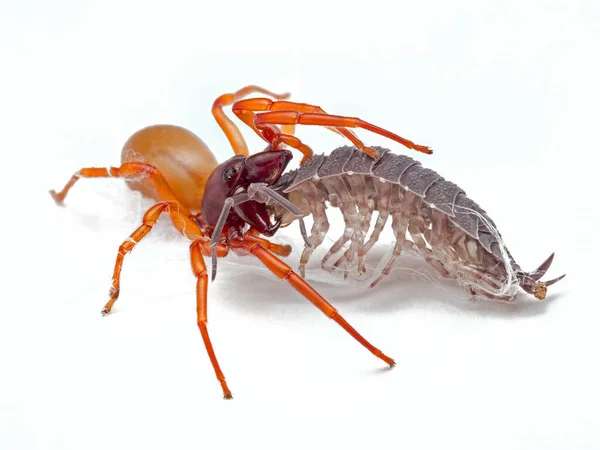 Böcek Dişi Örümceği Dysdera Timsahı Yalıtılmış Yalıtılmış Cecp 2019 Ile — Stok fotoğraf