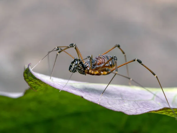 Thai Harvestman Kilungius Species Leaf Cecp 2019 — стоковое фото