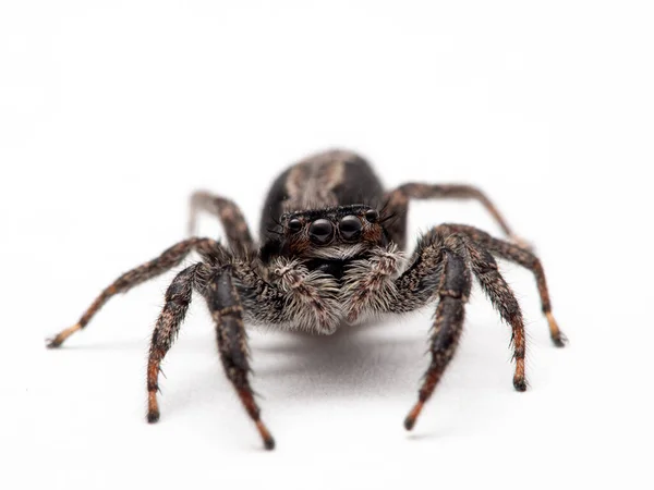 Primer Plano Una Araña Saltadora Platycryptus Californicus Aislado Cecp 2019 — Foto de Stock