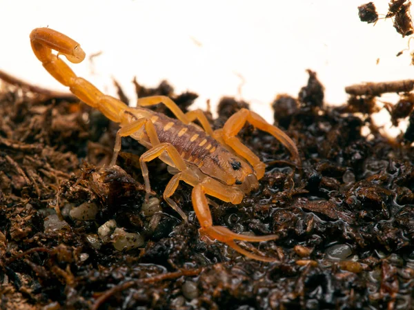 Minuscule Scorpion Écorce Arizona Centruroides Sculpturatus Eau Potable Cecp 2019 — Photo