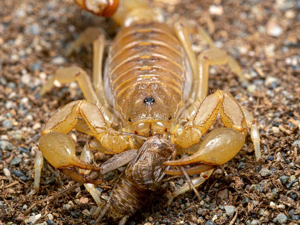 Stripe Tailed Scorpion Paravaejovis Spinigerus Eating Cricket Cecp 2019 — Stockfoto