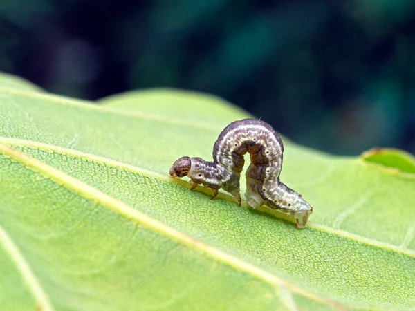 P1010080 Purple and white inchworm (Geometrid moth larva) cECP 2019