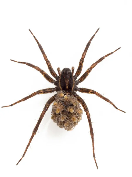 Attractive Female Wolf Spider Genus Pardosa Carrying Her Newly Hatched — Stock Photo, Image