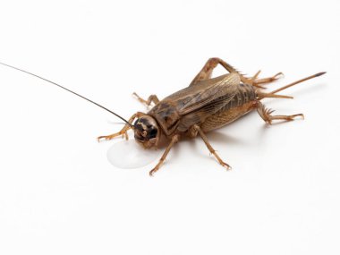 Yetişkin kadın cırcır böceği (Acheta domesticus) bir damla sudan su içiyor. İzole edilmiş. Bu tür, evcil hayvan ve araştırma endüstrisi için standart bir besleyici böcektir.