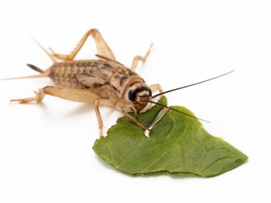 Subadult house cırcırböceği (Acheta domesticus) bir parça marul yaprağıyla beslenir. İzole edilmiş. Bu tür, evcil hayvan ve araştırma endüstrisi için standart bir besleyici böcektir.