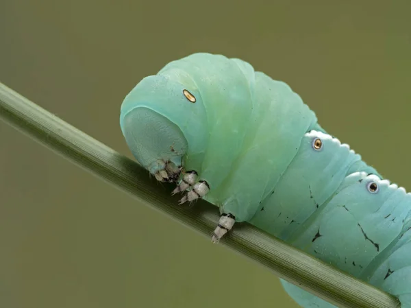 Nahaufnahme Eines Tabakhornwurms Der Raupe Des Tabakfalters Manduca Sexta Diese — Stockfoto