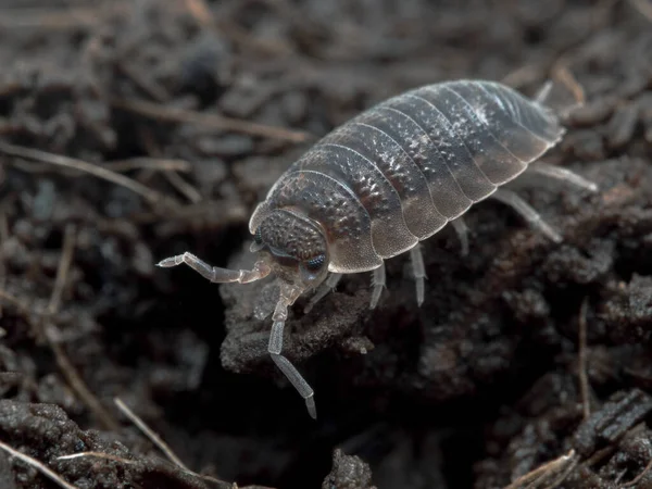 Error Común Leña Cerda Costra Porcellio Arrastrándose Entre Hojarasca Imagen De Stock