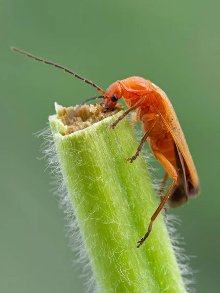 Side View Brightly Colored Common Red Soldier Beetle Rhagonycha Fulvae — Stock Photo, Image