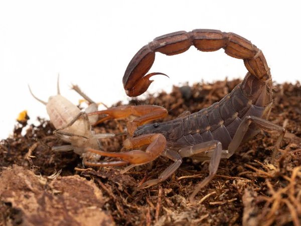 Yakaladığı Soktuğu Bir Cırcır Böceğiyle Partenogenetik Hint Akrebinin Lychas Tricarinatus — Stok fotoğraf