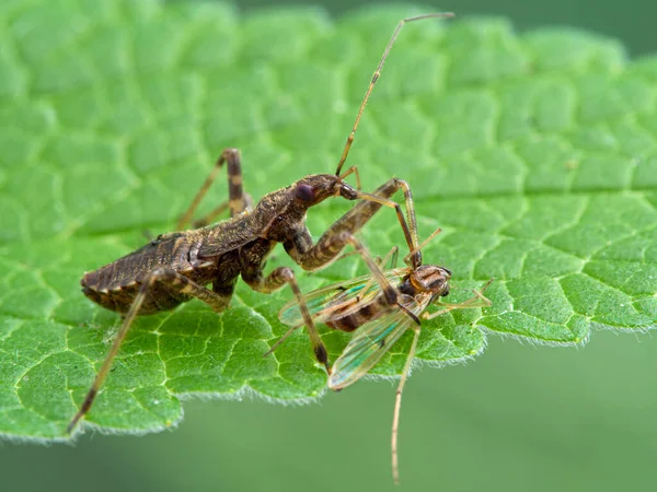 Side View Predatory Damsel Bug Hoplistoscelis Heidemanni Feeding Nonbiting Midge — Stock Photo, Image