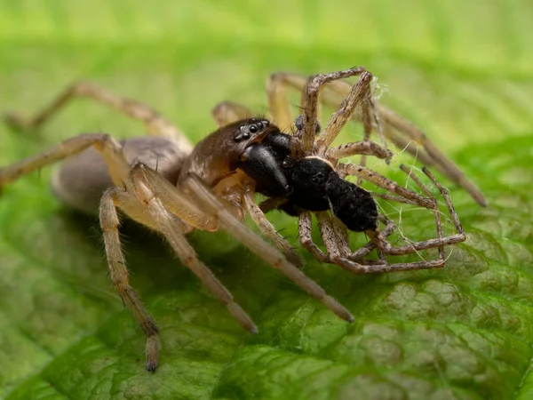 Una Araña Clubiona Lutescens Sobre Una Hoja Verde Comiendo Una — Foto de Stock
