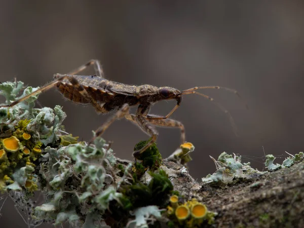 一只捕食性金丝虫 Hoplistoscelis Heidemanni 沿着苔藓覆盖的树枝爬行的侧视图 — 图库照片