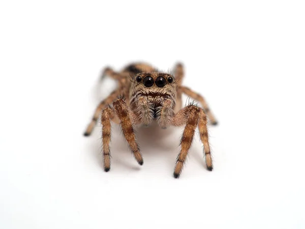 Sevimli Küçük Zıplayan Örümcek Pelegrina Aeneola Beyaz Kameraya Bakıyor — Stok fotoğraf