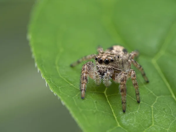 Malý Skákající Pavouk Pelegrina Aeneola Velkýma Očima Spočívajícíma Zeleném Listu — Stock fotografie