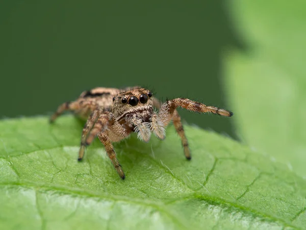 Pretty Tiny Jumping Spider Pelegrina Aeneola Green Leaf Front Legs — Stock Photo, Image