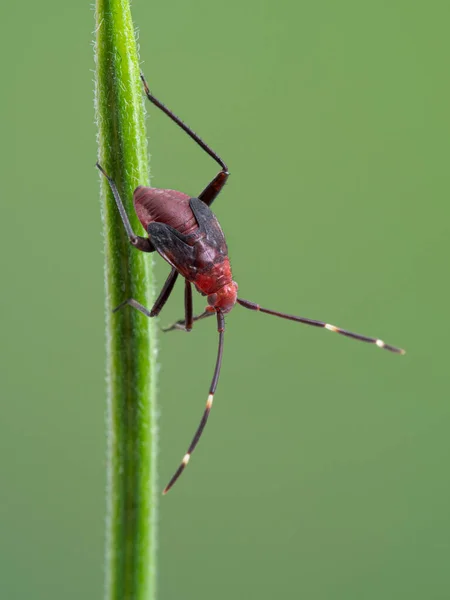 一种色彩艳丽的红色植物虫仙女 Adelphocoris Rapidus 栖息在绿色的植物茎上 红颜色在成年后就消失了 — 图库照片