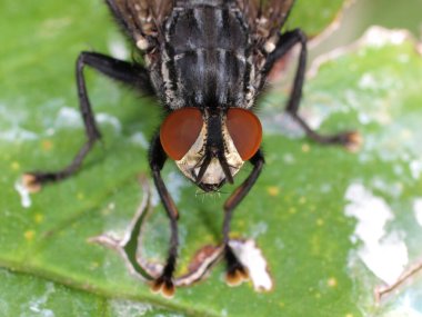 Portrait of a male flesh fly (Sarcophaga species), with bright red compound eyes, overhead view clipart