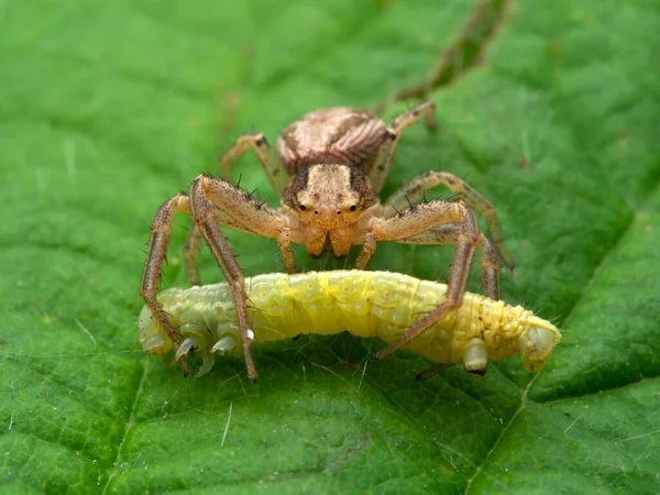 Збільшення Жіночого Загального Павука Крабів Xysticus Cristatus Зеленому Листі Гусеницею — стокове фото
