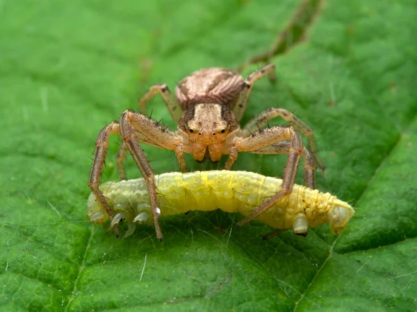 Primo Piano Ragno Femmina Comune Granchio Xysticus Cristatus Una Foglia — Foto Stock